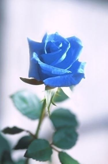 rosa blu significato