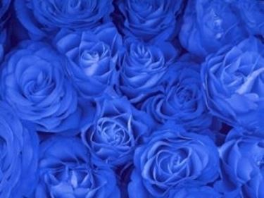 rosa blu