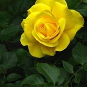 rosa gialla significato