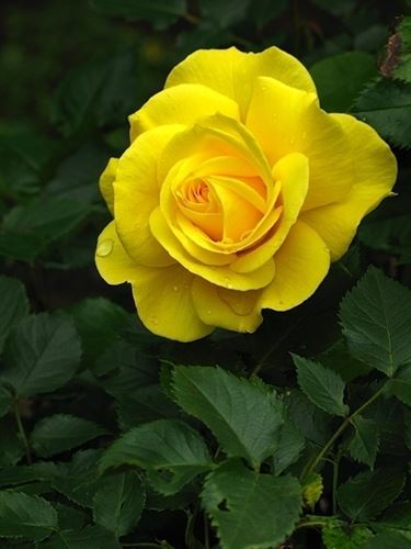 rosa gialla significato