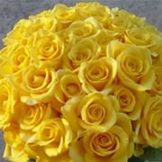 rosa gialla