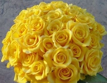 rosa gialla