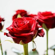 rosa gialla significato