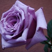 rosa viola significato