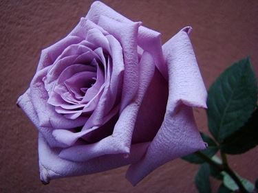 rosa viola significato