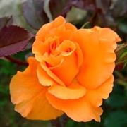 rose arancioni significato