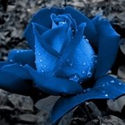 rose blu significato