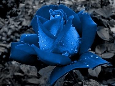 rose blu significato