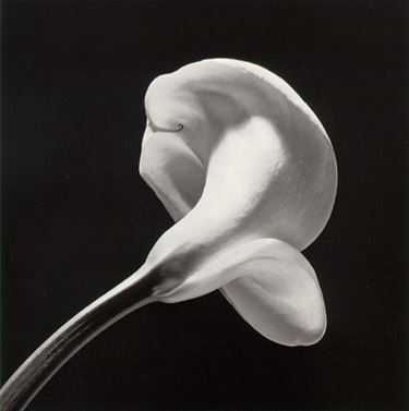 significato calla-4