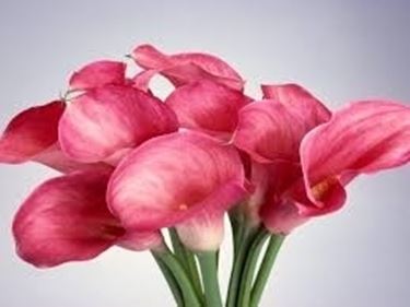 significato calla-5