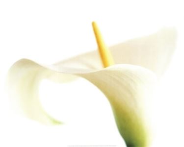 significato calla-6