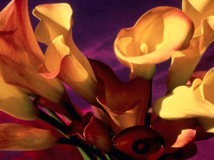 significato calla-7