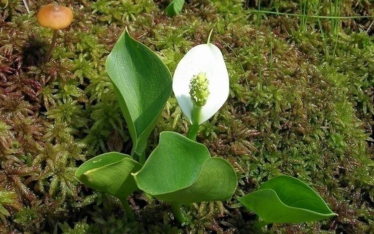I significati della calla