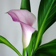 significato calla-8