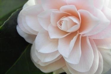 significato camelia-1