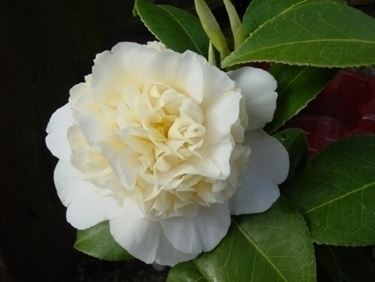 Cosa significa la camelia?
