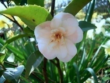 Cosa simboleggia la camelia?