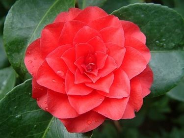 significato camelia-7