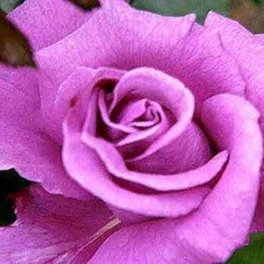significato dei fiori rosa rossa