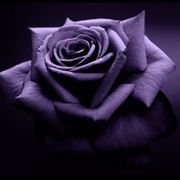 significato dei fiori rosa viola