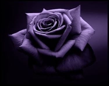significato dei fiori rosa viola