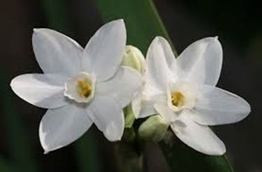 significato del narciso-1