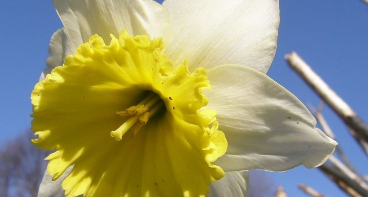 significato del narciso