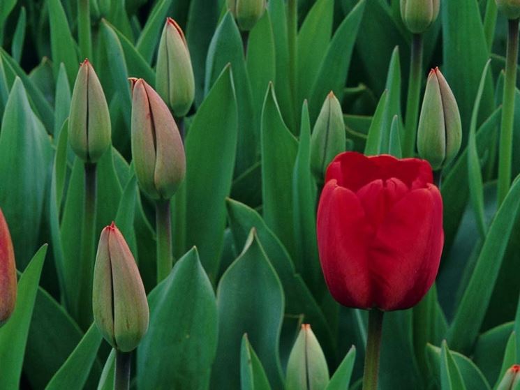 significato del tulipano-1