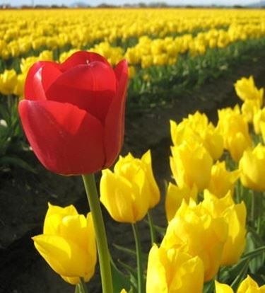 significato del tulipano-2