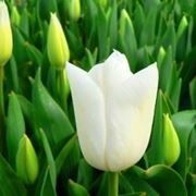 significato del tulipano-4