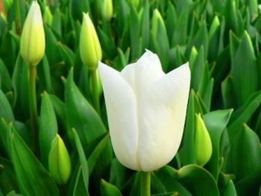 significato del tulipano-4