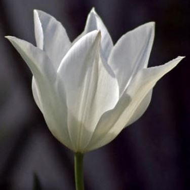 significato del tulipano-5