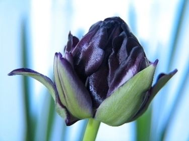 significato del tulipano-6