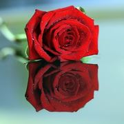 rose nere significato