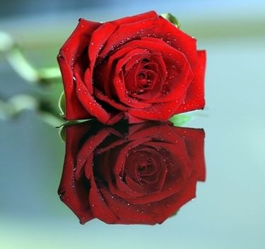 significato della rosa nera