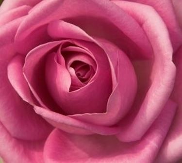 significato della rosa rosa