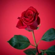 significato della rosa rossa