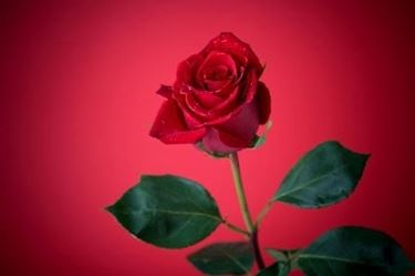 significato della rosa rossa