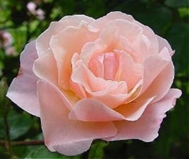 significato delle rose-2