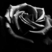 significato delle rose nere