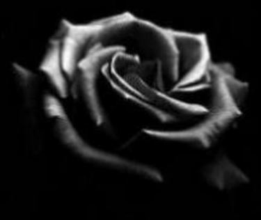 significato delle rose nere