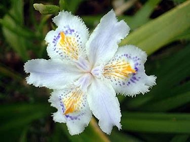 significato dell'iris-4
