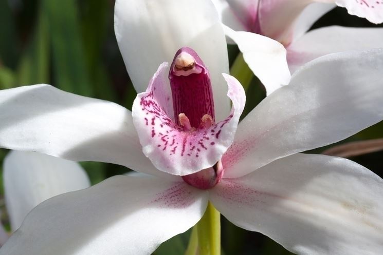 I simboli nascosti dell'orchidea