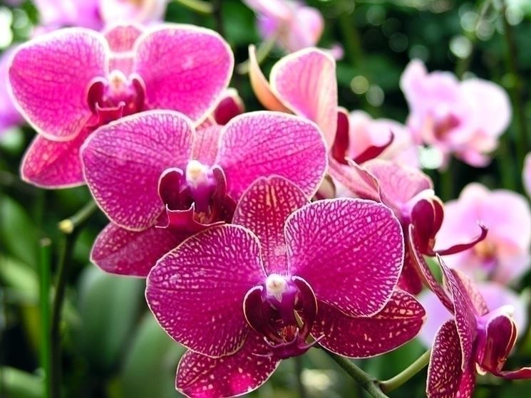 Il significato nascosto delle orchidee  