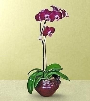 Cosa simboleggia l'orchidea?