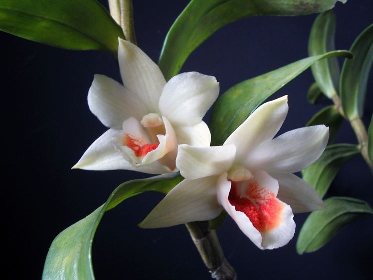significato dell'orchidea-7