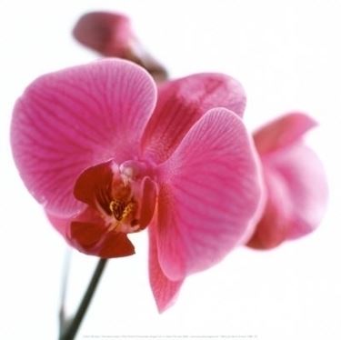 significato dell'orchidea-8