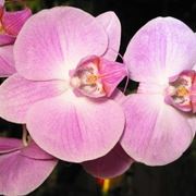 significato dell'orchidea