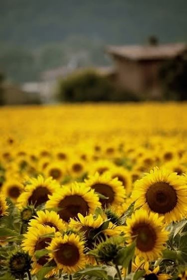 significato girasole-1