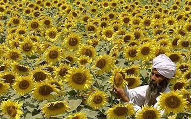 significato girasole-2